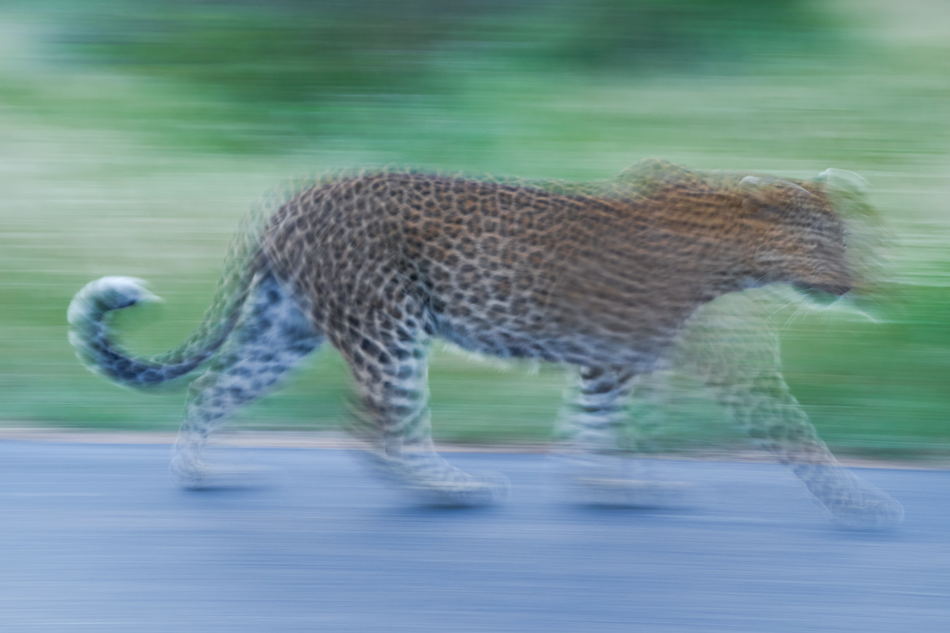 Kurzer Moment. Männlicher Leopard