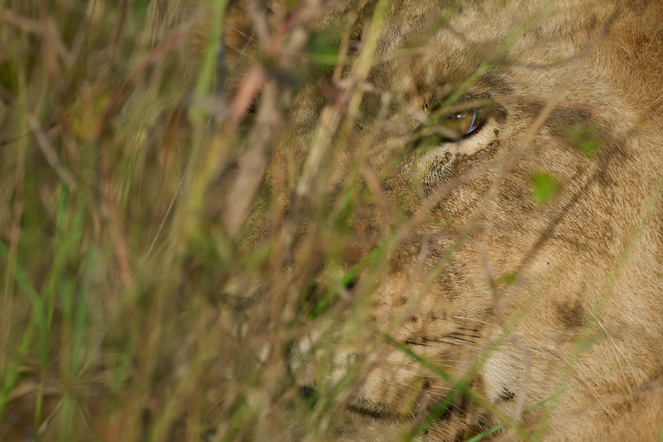 Tarnung. Löwin, Lioness