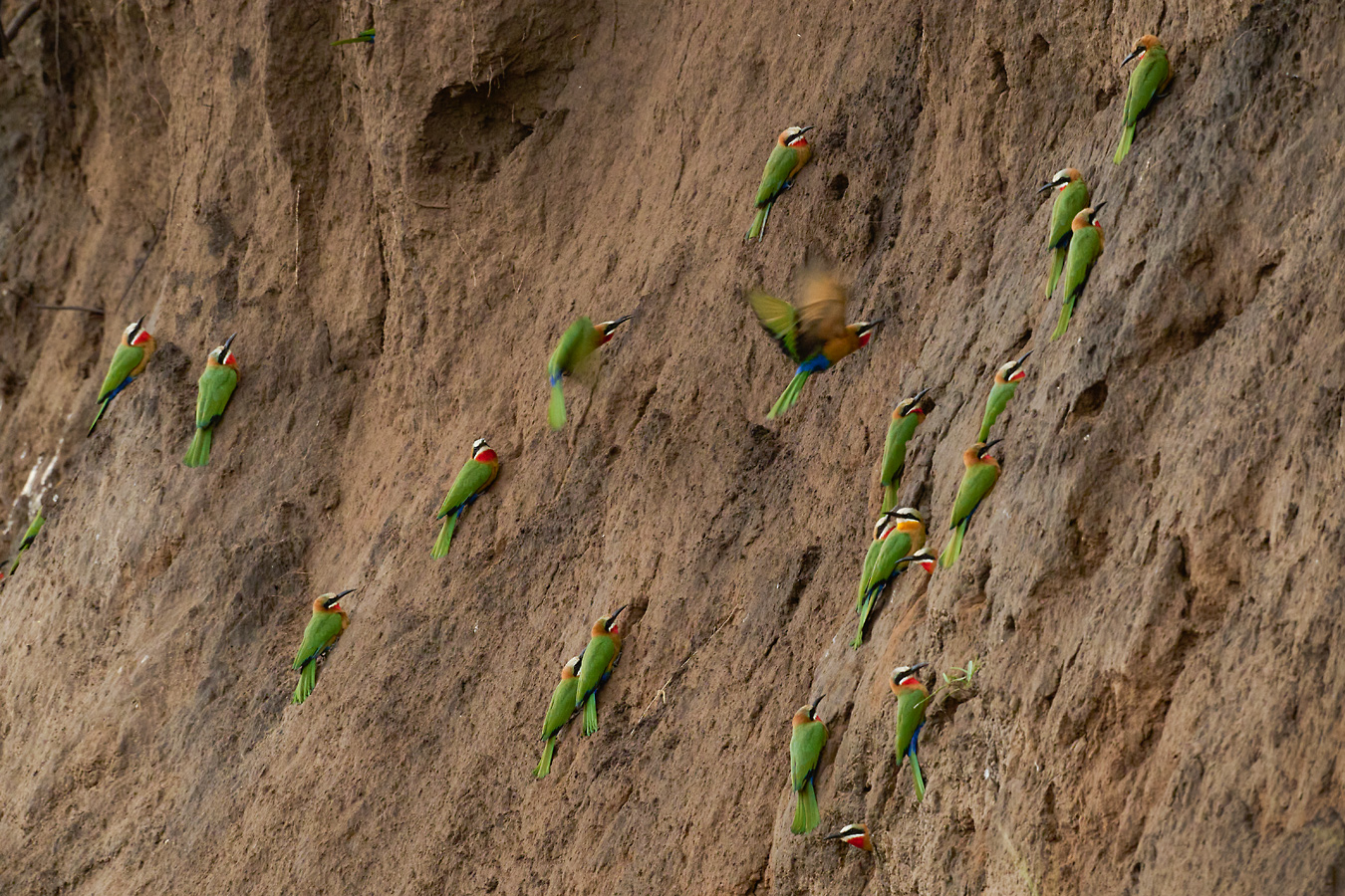 Brutwand der Weißstirnspinte. White-fronted Bee-eaters