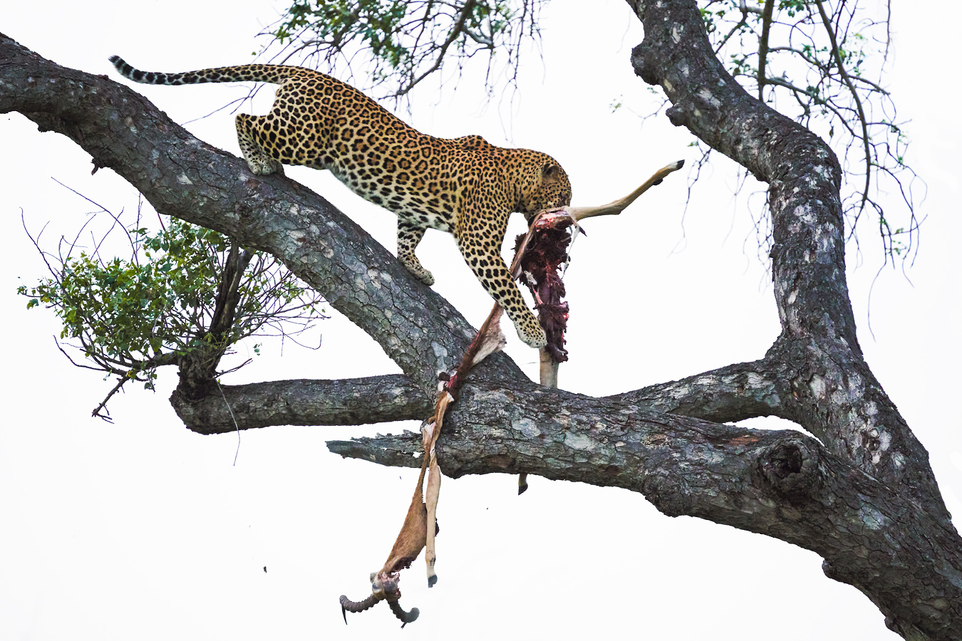 Männlicher Leopard mit Impalariss