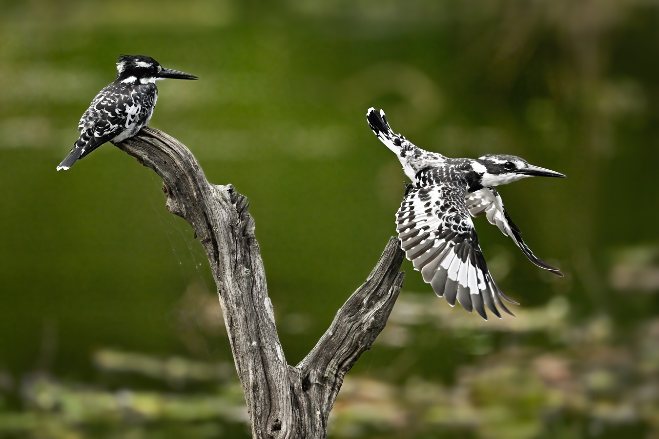 Junge Graufischer am Lake Panic. Pied Kingfisher