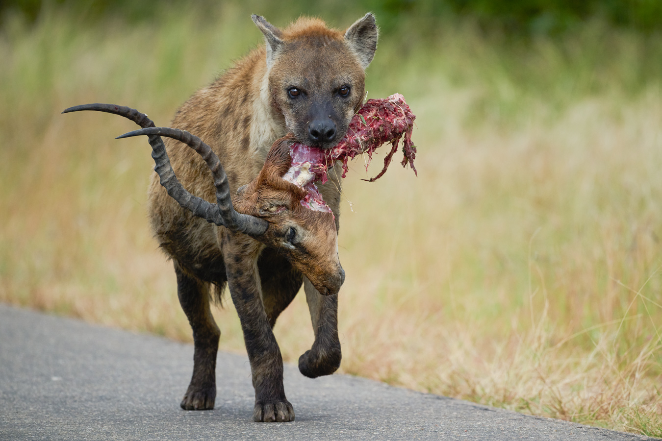Tüpfelhyäne mit Beute. Spotted Hyena