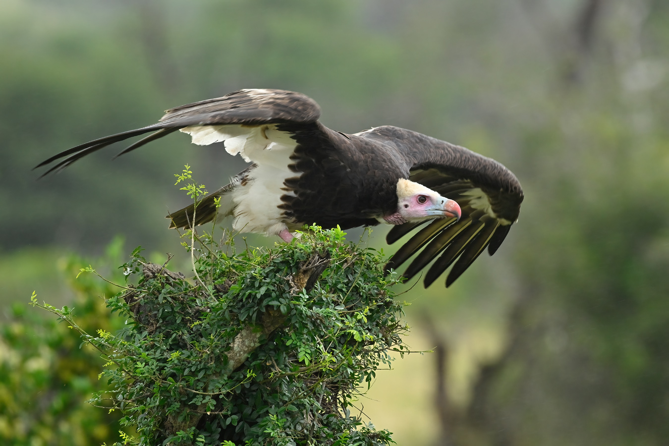 Wollkopfgeier. White-headed Vulture
