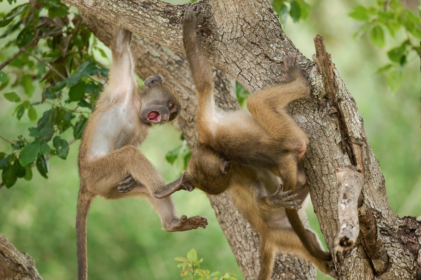 Spielende Jungpaviane. Bärenpaviane, Chacma Baboons