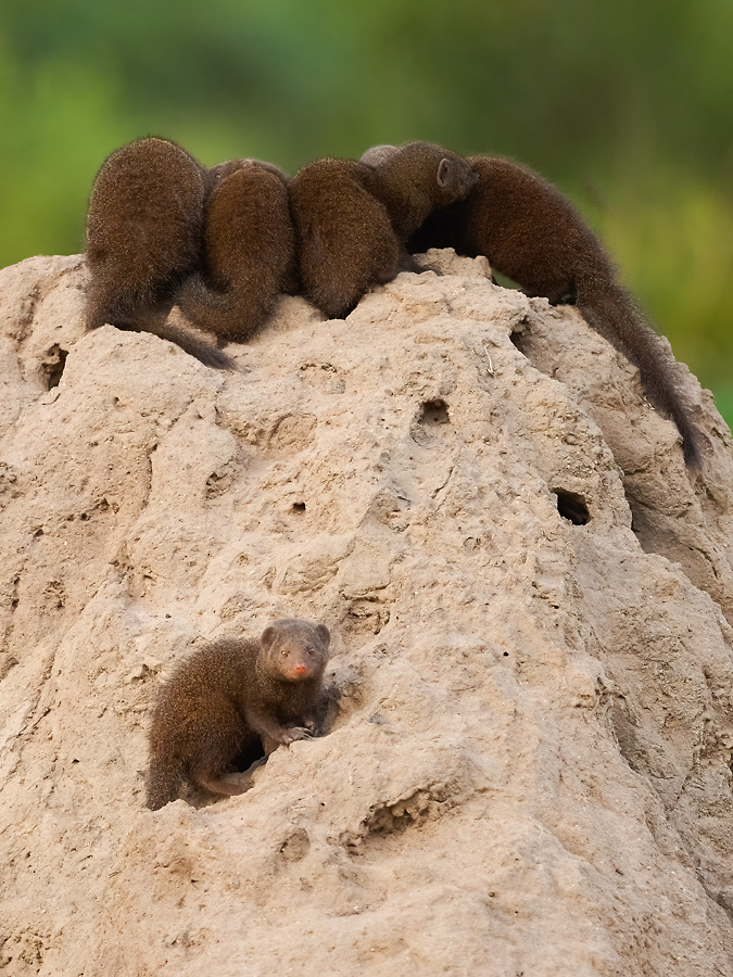 Geschlossene Gesellschaft? Zwergmangusten, Dwarf Mongooses